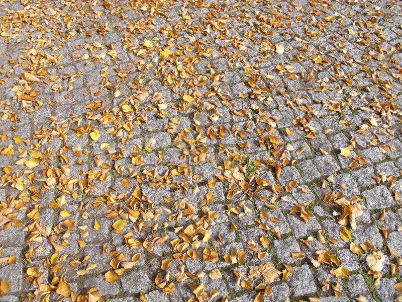 Autumn Leaves On Paving Stones Stock Image Image Of Stone