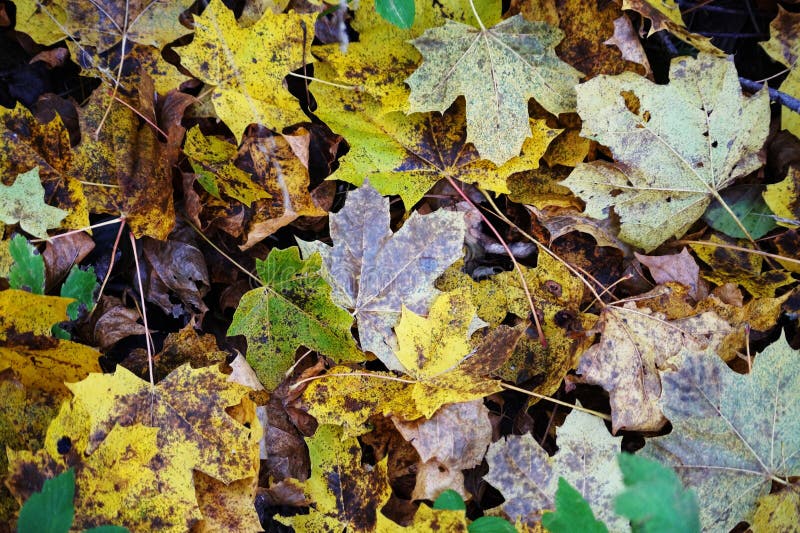 Picture taken on frosty leafs. Picture taken on frosty leafs