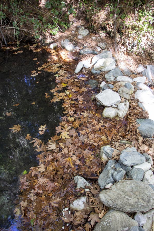 River Water in Forest, Rocky River Side Stock Photo - Image of grass,  scenery: 165302448