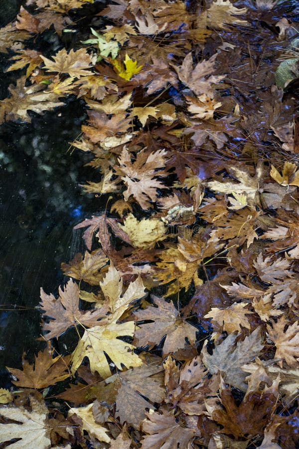 River Water in Forest, Rocky River Side Stock Photo - Image of grass,  scenery: 165302448