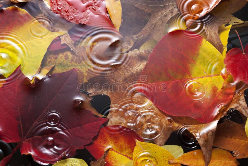 Autumn Leaves Rain Background arkivbilder