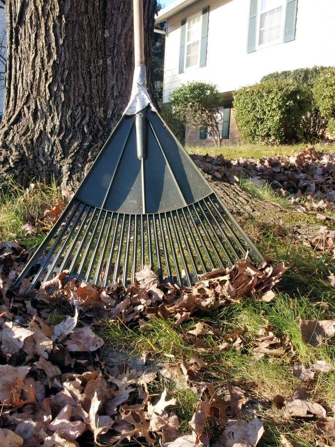 Autumn leaves and rake stock photo. Image of vibrant - 11773434