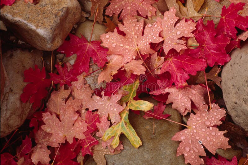 Autumn leaves and rocks