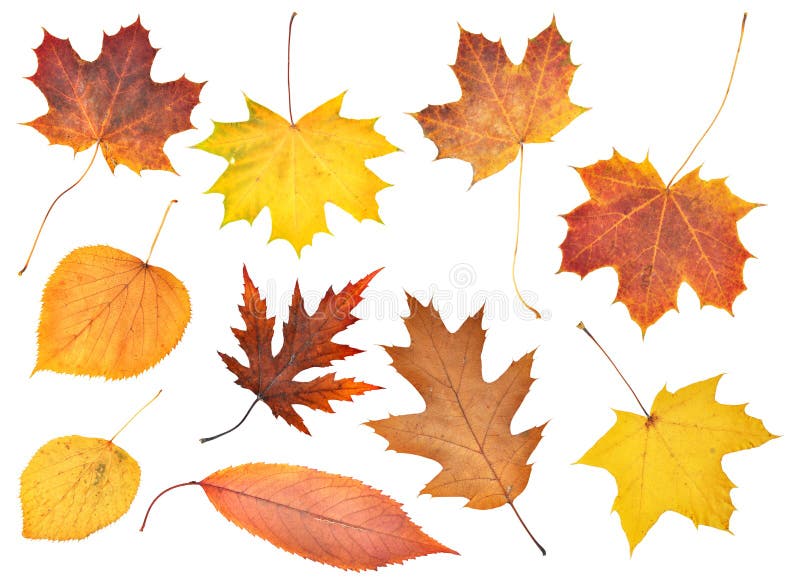 Collection Beautiful Colourful Autumn Leaves Isolated on White Stock ...