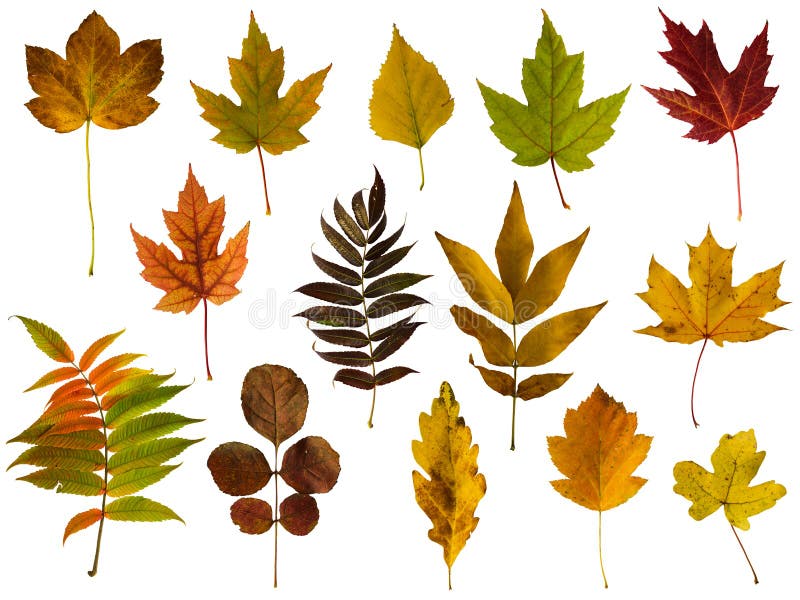 Autumn leaves set isolated on white background royalty free stock image