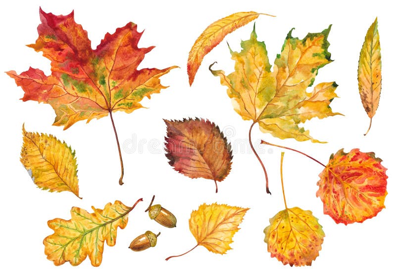 Autumn leaves set. Watercolor.