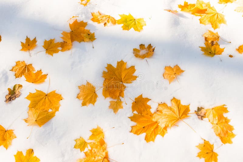 Autumn leaves in snow