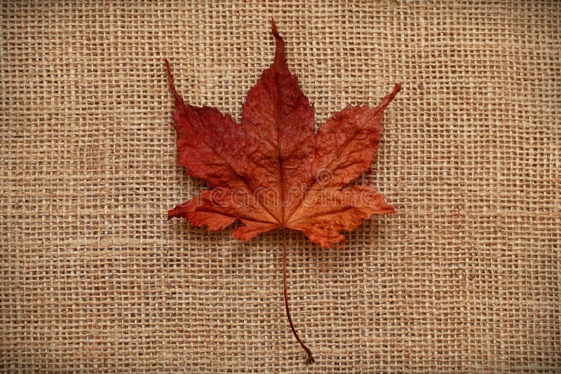 Download Autumn Leaves Sobre Fondo Del Yute Imagen de archivo - Imagen de borde, contexto: 42446237