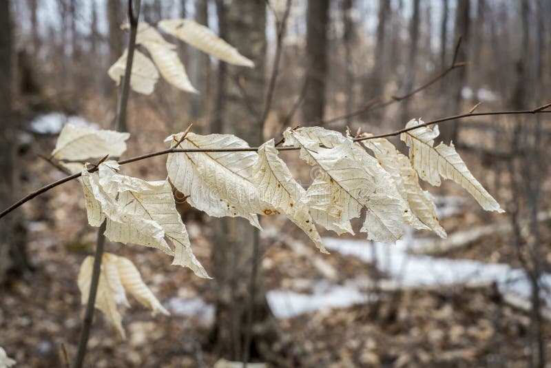 Autumn leaves at springtime