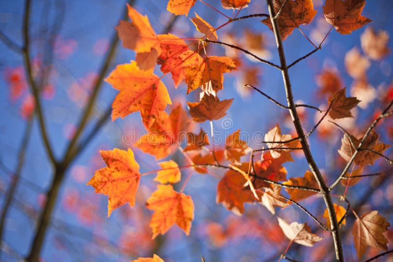 Autumn Leaves royalty free stock image