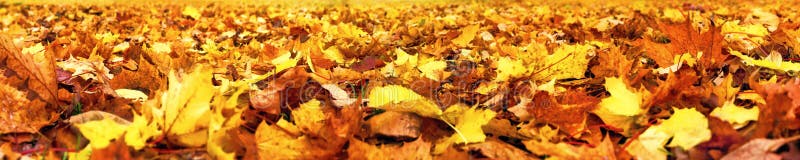 Autumn leaves, super wide banner stock photo