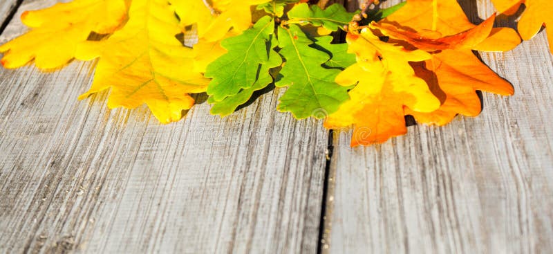 Autumn leaves on a table