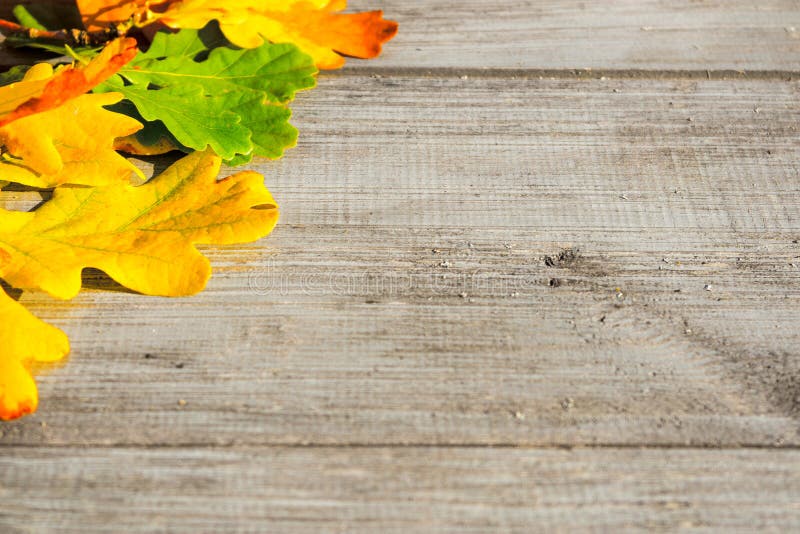 Autumn leaves on a table