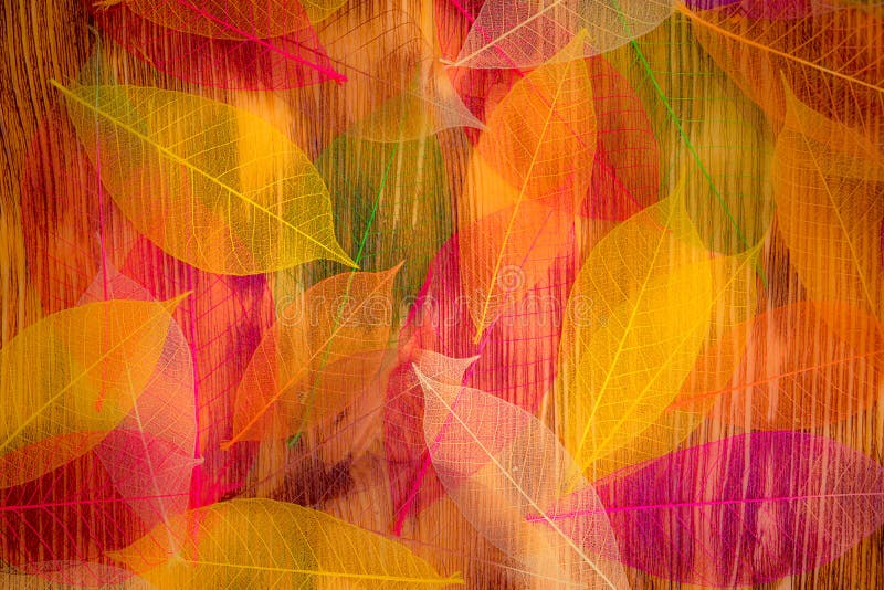 Autumn leaves texture