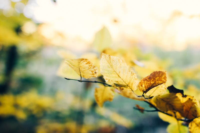 Autumn leaves on tree branch in sunny woods. Beautiful yellow hornbeam leaves on branches in fall. Autumn forest. Tranquil moment