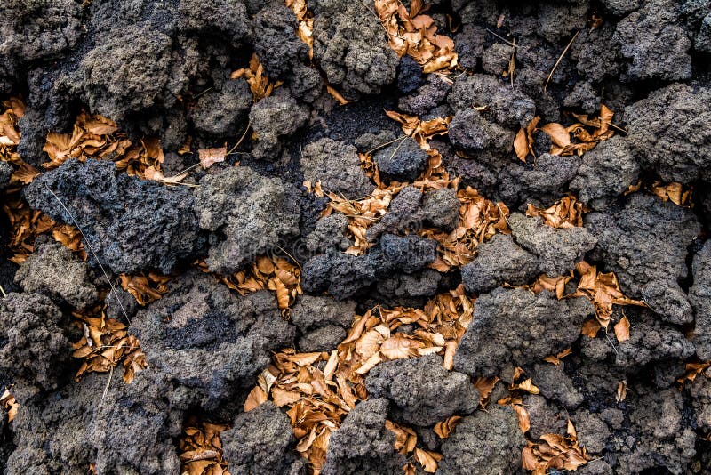 Autumn leaves between volcanic rocks in Mount Etna royalty free stock image Autumn leaves between volcanic rocks in Mount Etna royalty free stock image