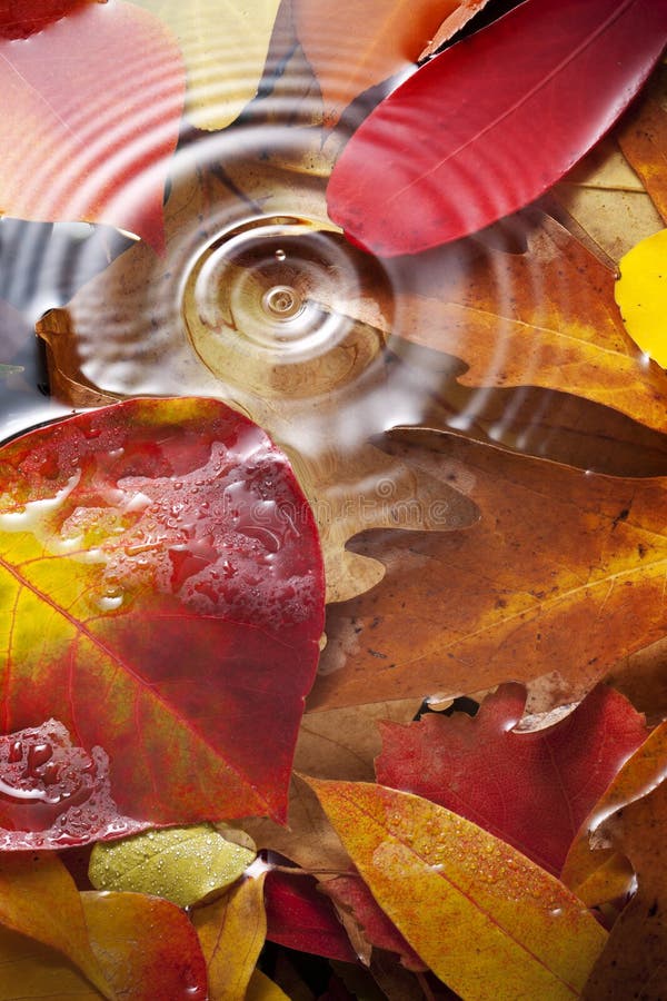 Autumn Leaves Water Drop arkivfoton