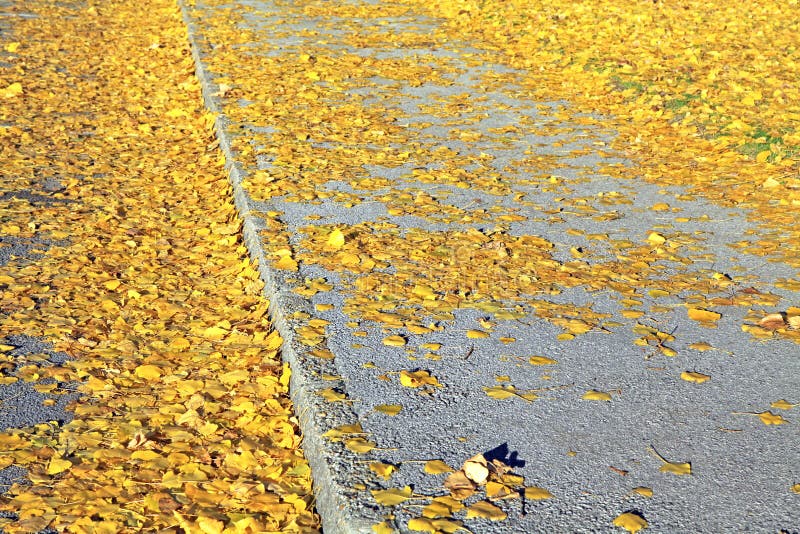 Autumn leaves on the way