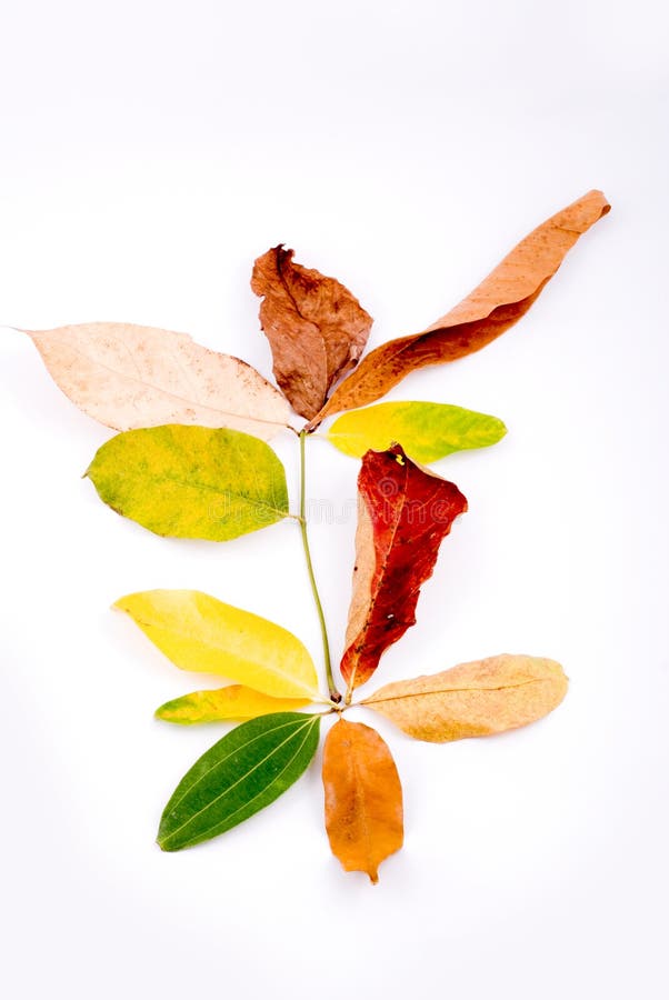 Autumn leaves on White