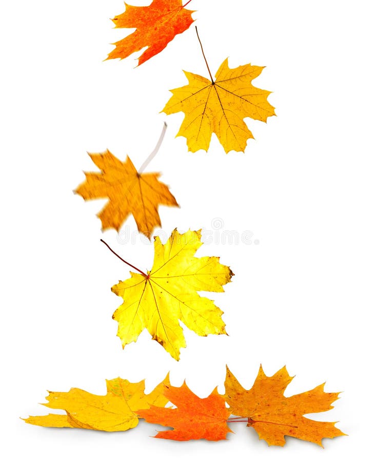Autumn leaves on white stock photos