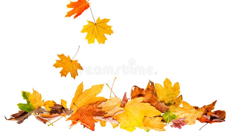 An autumn leaves isolated royalty free stock photos