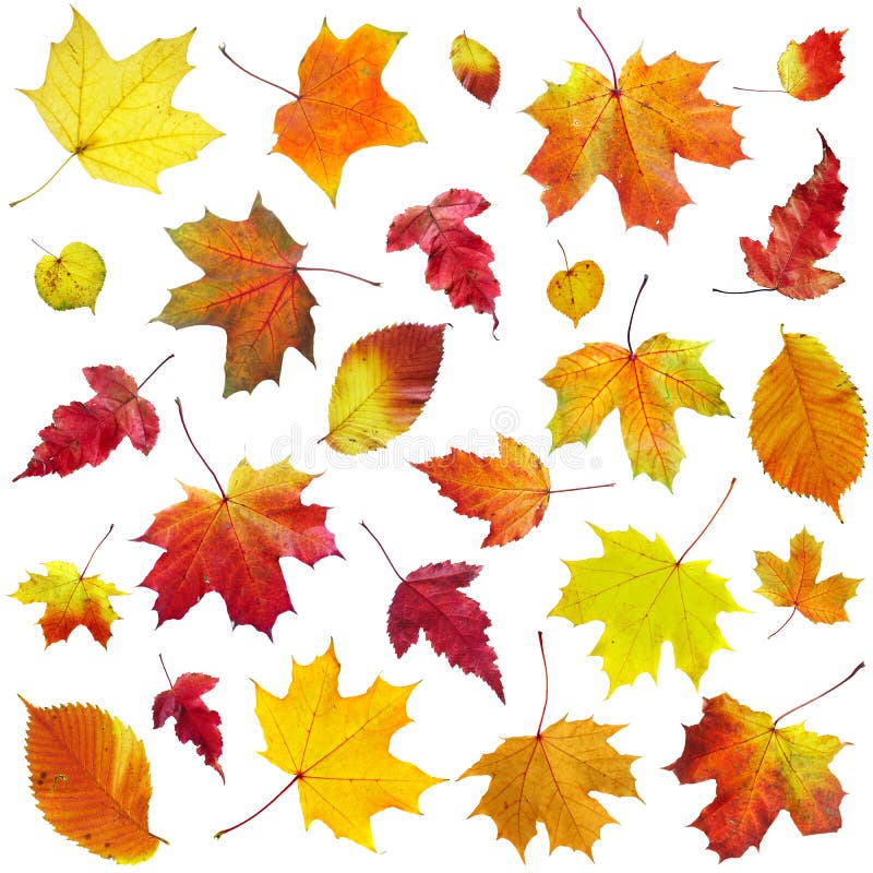 Autumn leaves on a white background...