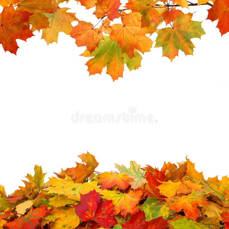 Autumn Leaves on White Background Stock Photo Image of fall, nature