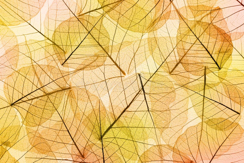 Autumn Leaves yellow and orange Background - transparent cell structure