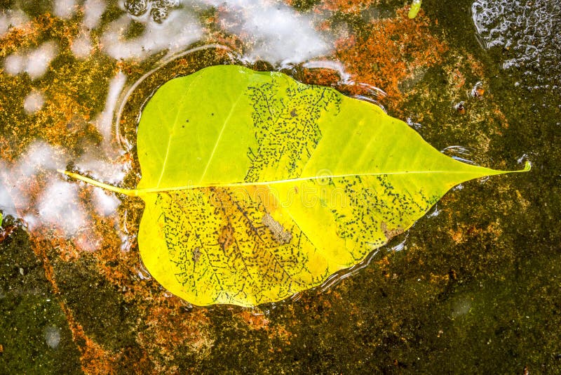 Autumn, Leaves.yellow Water ,forest Stock Image - Image of nature ...