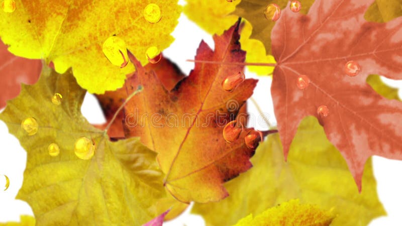 Autumn leavesfalling, seamless loop.