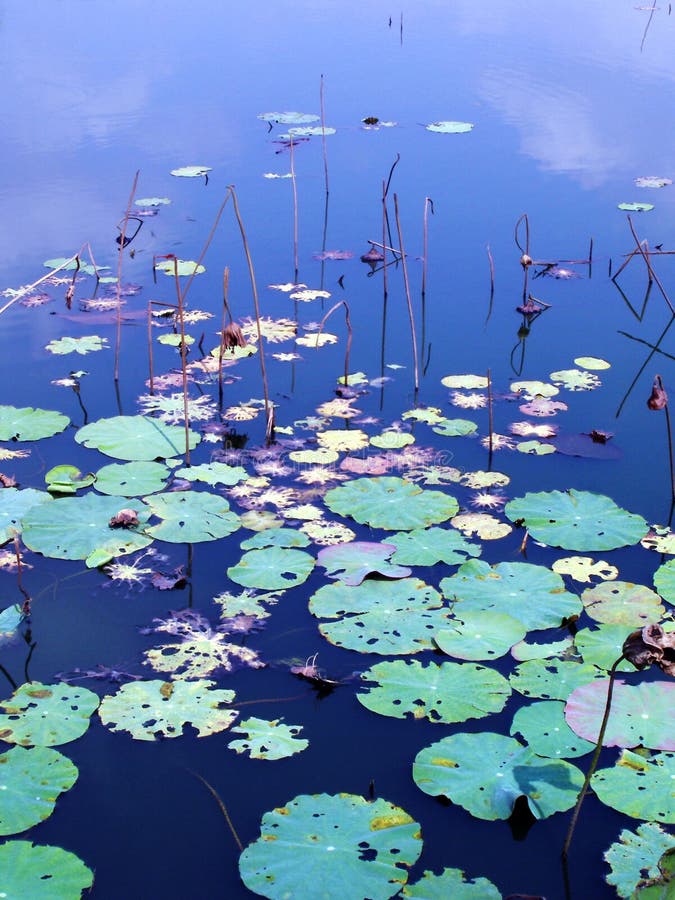 Autumn lily pads water στοκ φωτογραφία