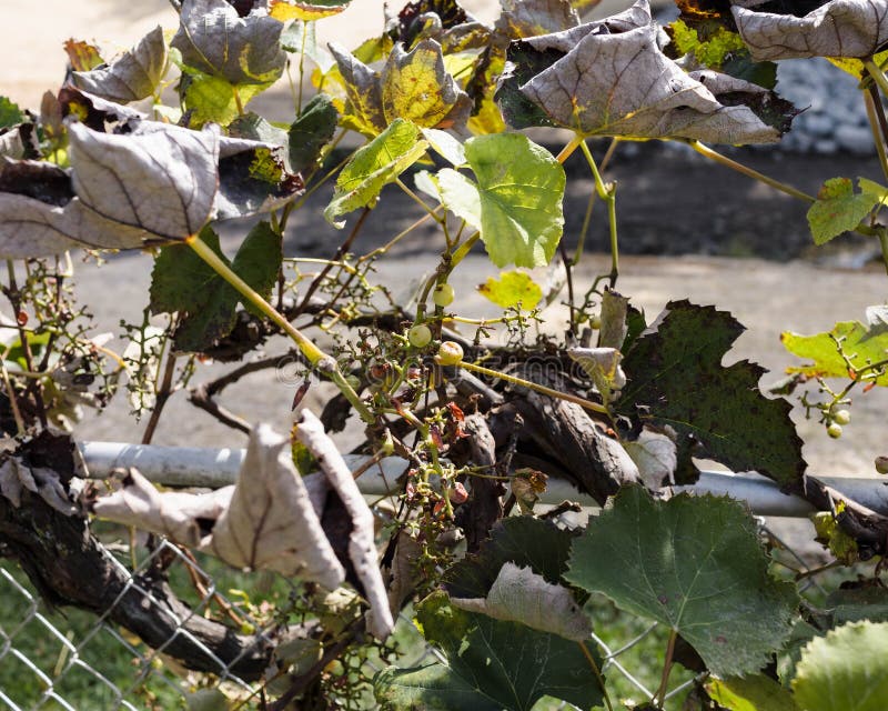 Autumn Look at a Grape Vine after Most of the Grapes are Gone Stock