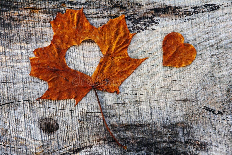 Autumn Love - an Autumn Leaf with Heart Stock Photo - Image of trees ...