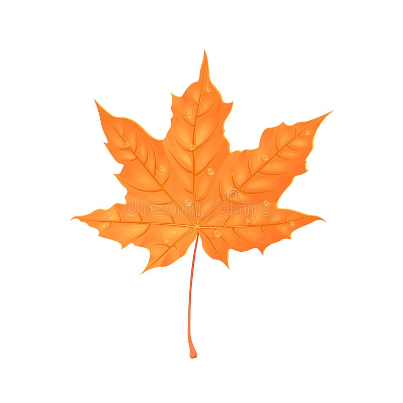 Autumn Maple Foliage. Creative Vector Illustration. Orange Leaf with Water Drops. Design Element