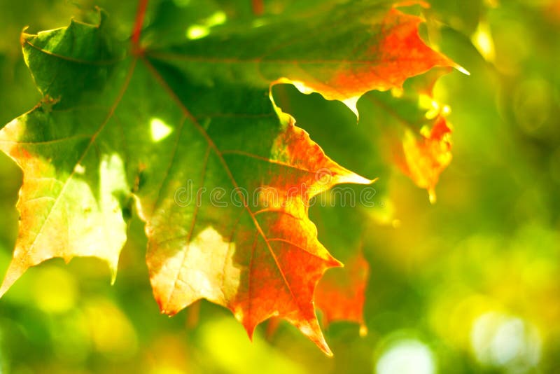 Autumn maple leaf royalty free stock photo Autumn maple leaf royalty free stock photo