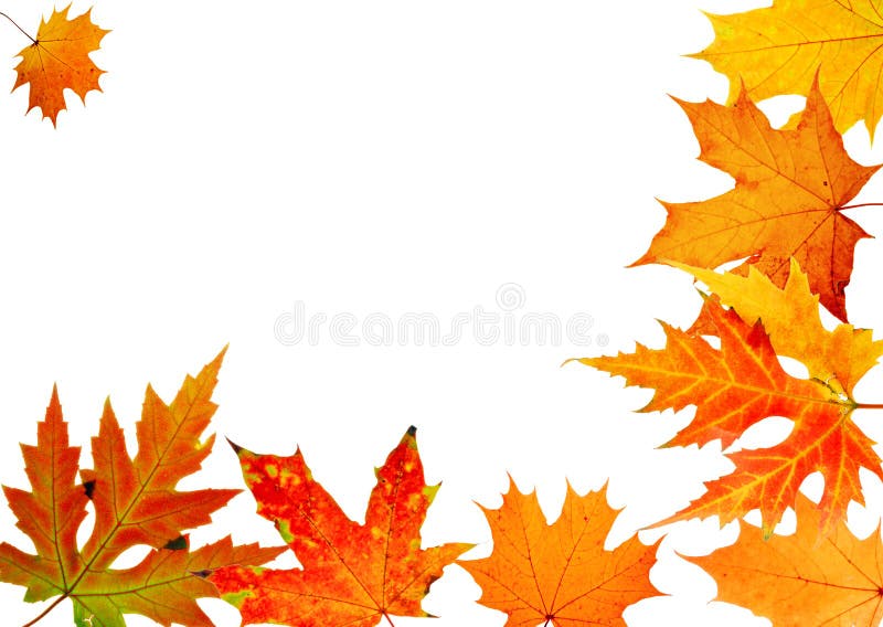 Autumn maple-leaf