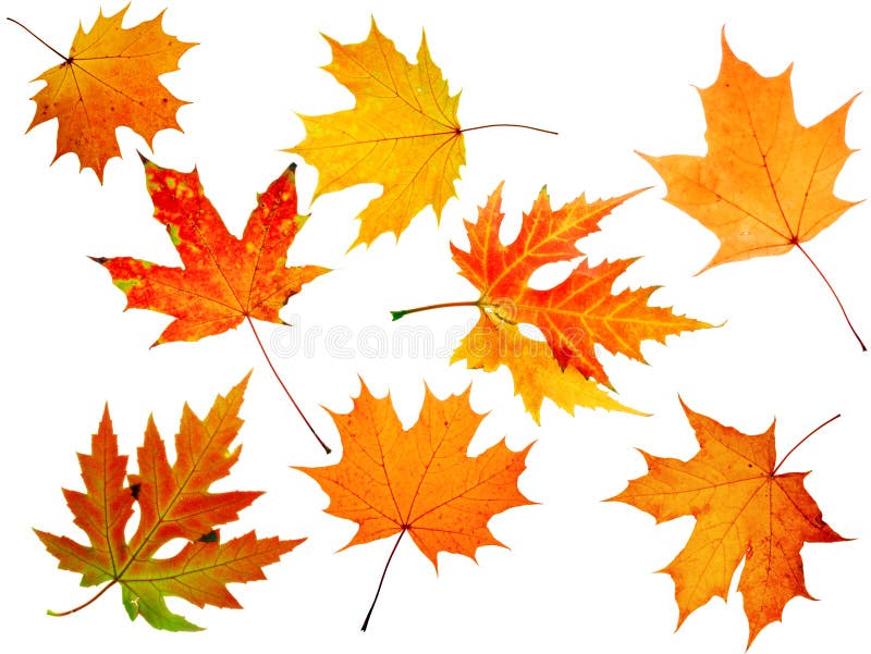 Autumn maple-leaf stock photos