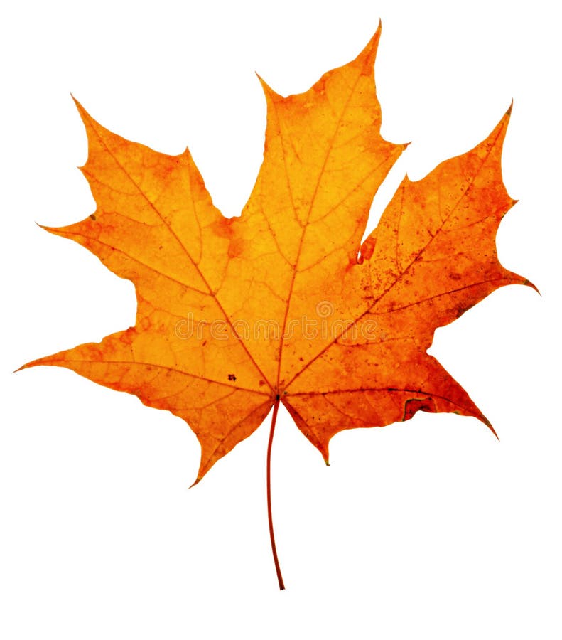 Autumn maple-leaf