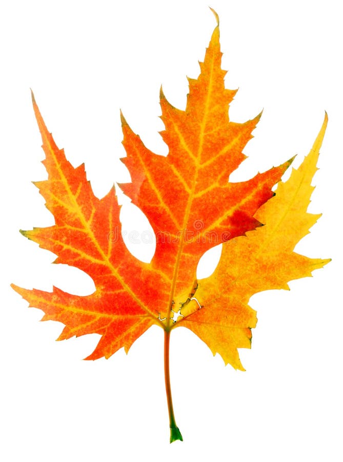 Autumn maple-leaf