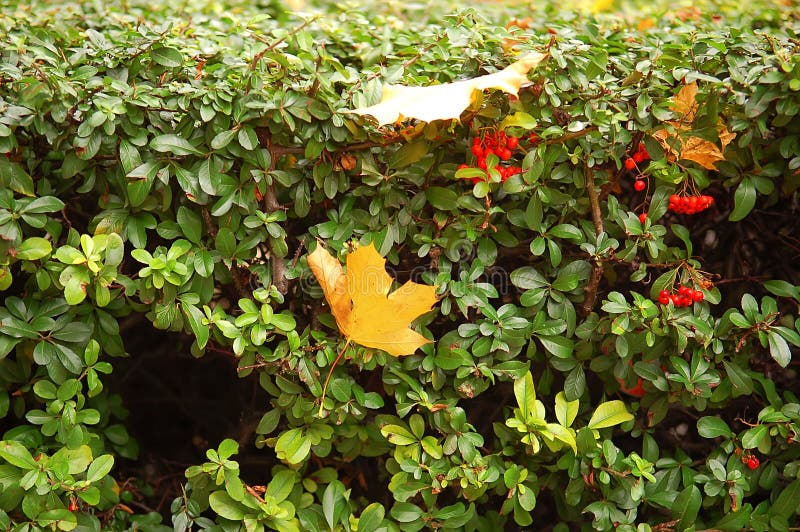 Autumn maple leaf on a bush boxwood stock photo