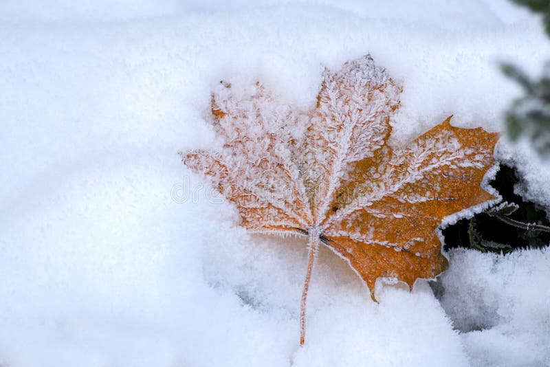 Autumn Maple Leaf with Ice Crystals in the Snow, Copy Space Stock Image ...