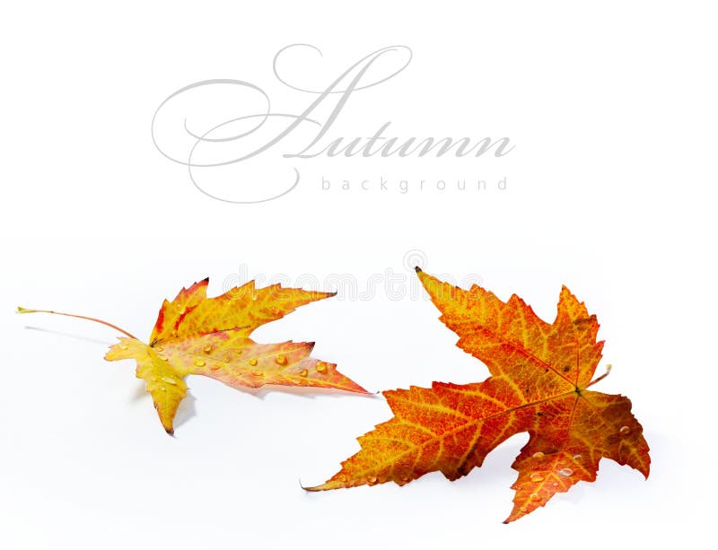 Autumn wet maple leaf isolated on white background