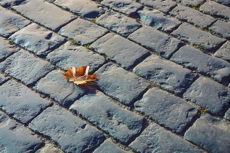 Autumn maple leaf on stone pavement