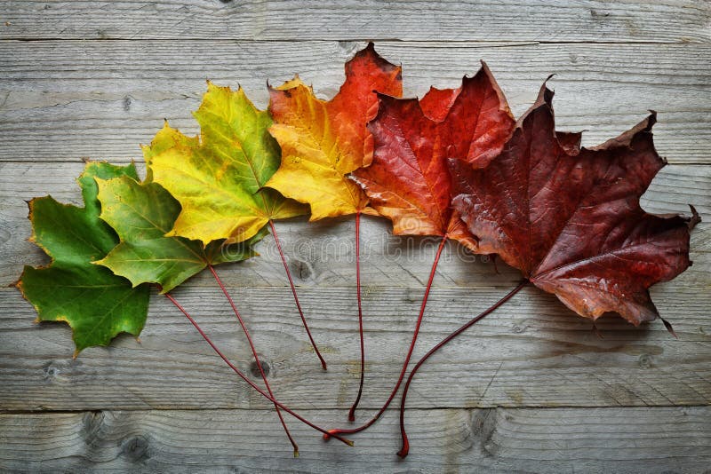 Autumn Maple leaf transition stock images