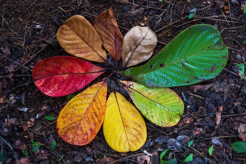 Autumn Maple leaf transition and variation concept for fall and change of season