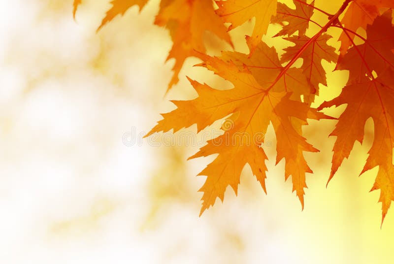 Autumn maple leaves