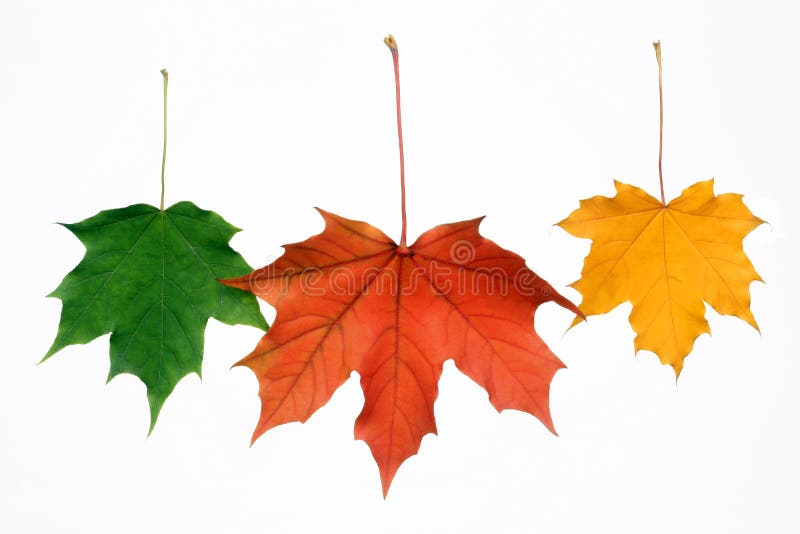 Autumn maple leaves