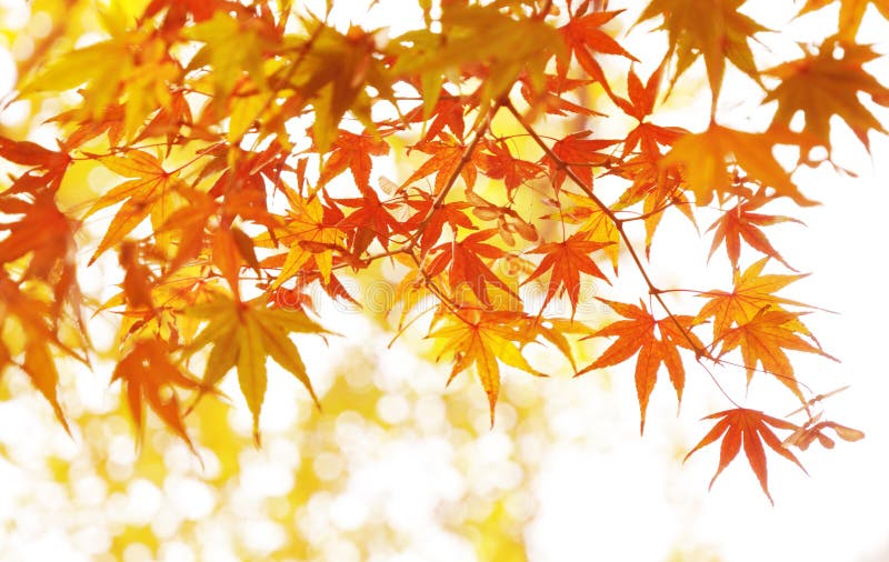 Autumn maple leaves