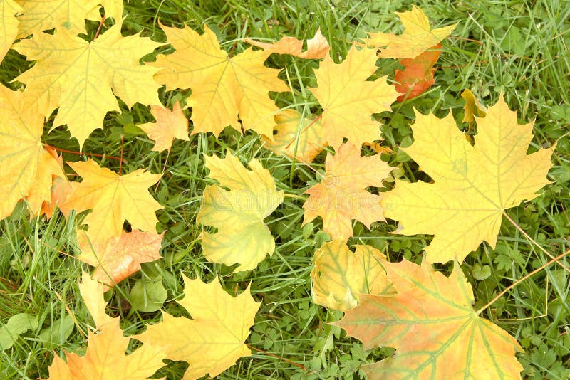 Autumn maple leaves