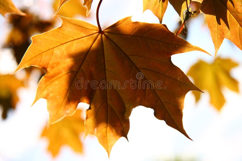 Autumn maple leaves